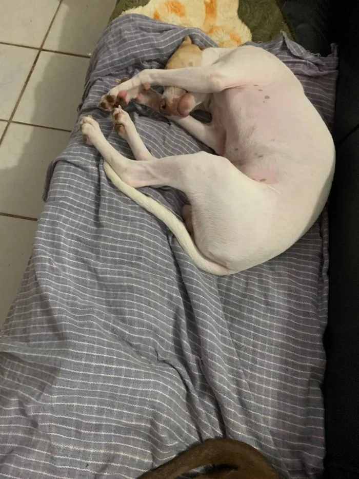 Cachorro ra a Sem raça definida idade 1 ano nome Apolo