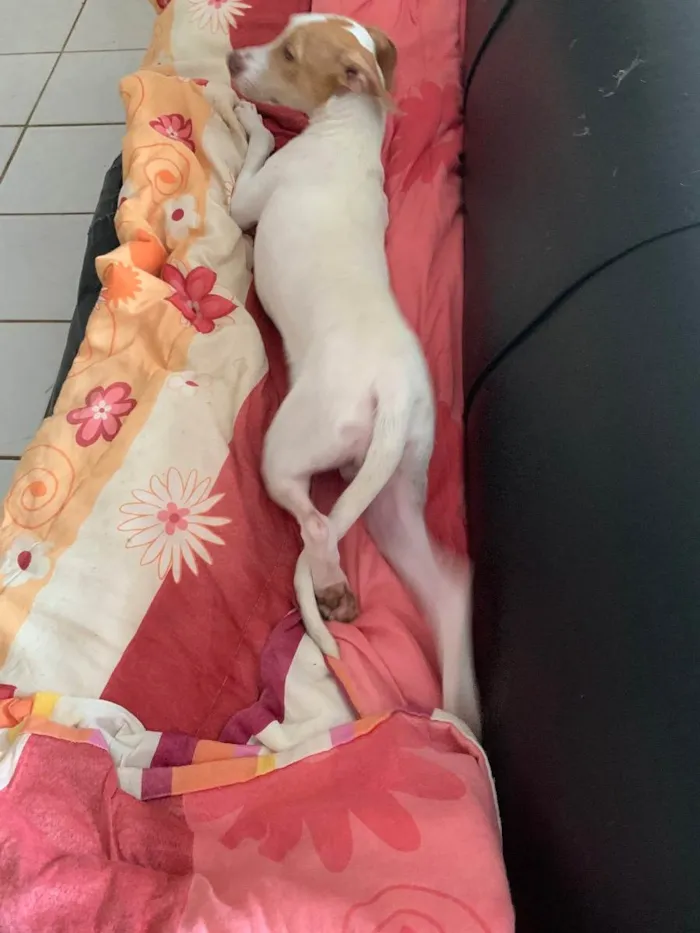 Cachorro ra a Sem raça definida idade 1 ano nome Apolo