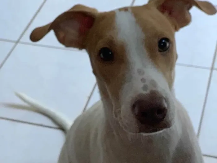 Cachorro ra a Sem raça definida idade 1 ano nome Apolo