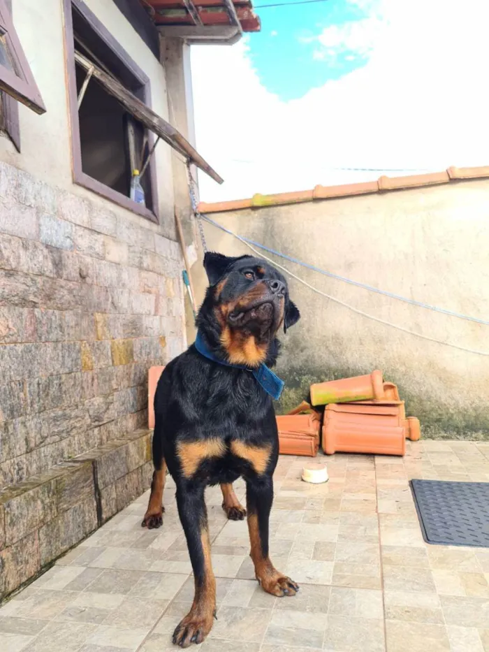 Cachorro ra a ROTWAILER idade 7 a 11 meses nome BRUTUS