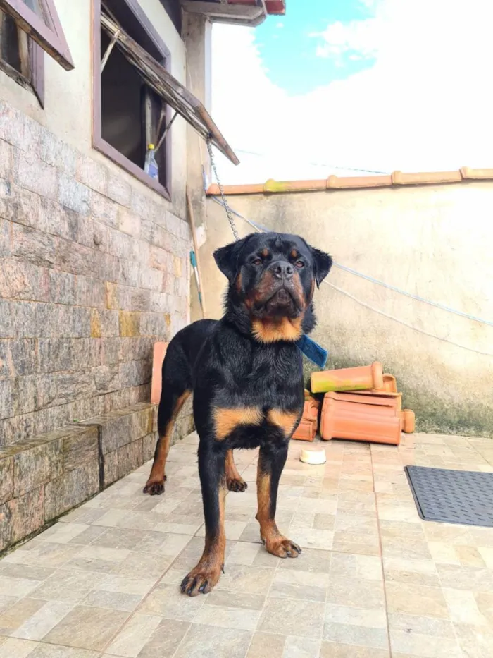 Cachorro ra a ROTWAILER idade 7 a 11 meses nome BRUTUS