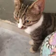 Fiona