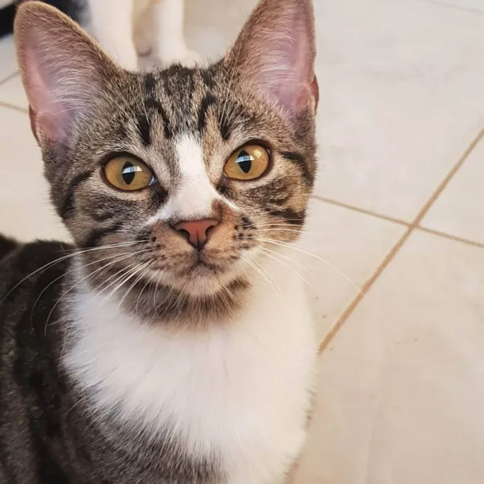 Gato ra a Felino SRD idade 2 a 6 meses nome Fiona