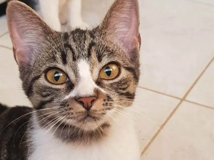 Gato ra a Felino SRD idade 2 a 6 meses nome Fiona
