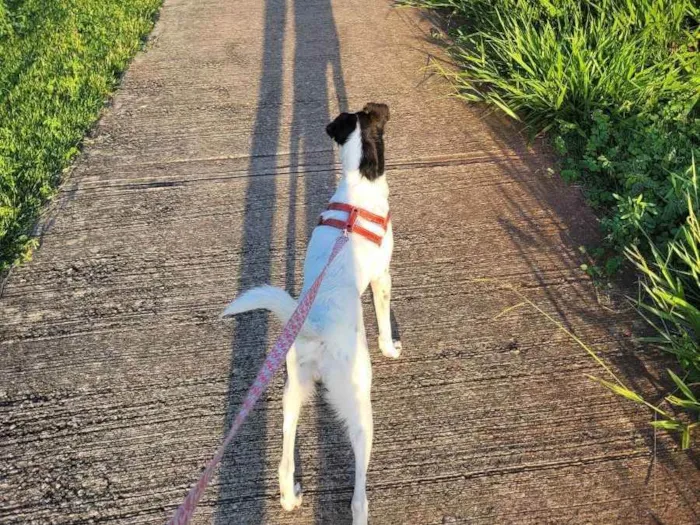 Cachorro ra a Indefinido idade 1 ano nome Laila