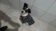 Laila