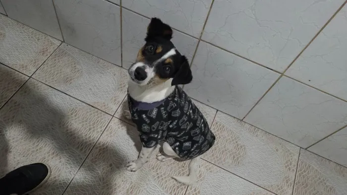 Cachorro ra a Indefinido idade 1 ano nome Laila