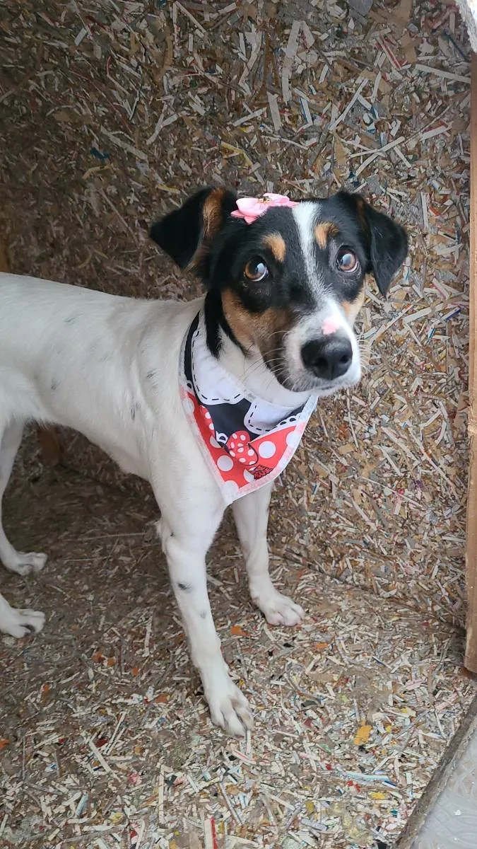 Cachorro ra a Indefinido idade 1 ano nome Laila