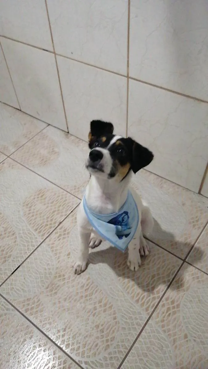Cachorro ra a Indefinido idade 1 ano nome Laila