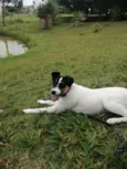 Laila