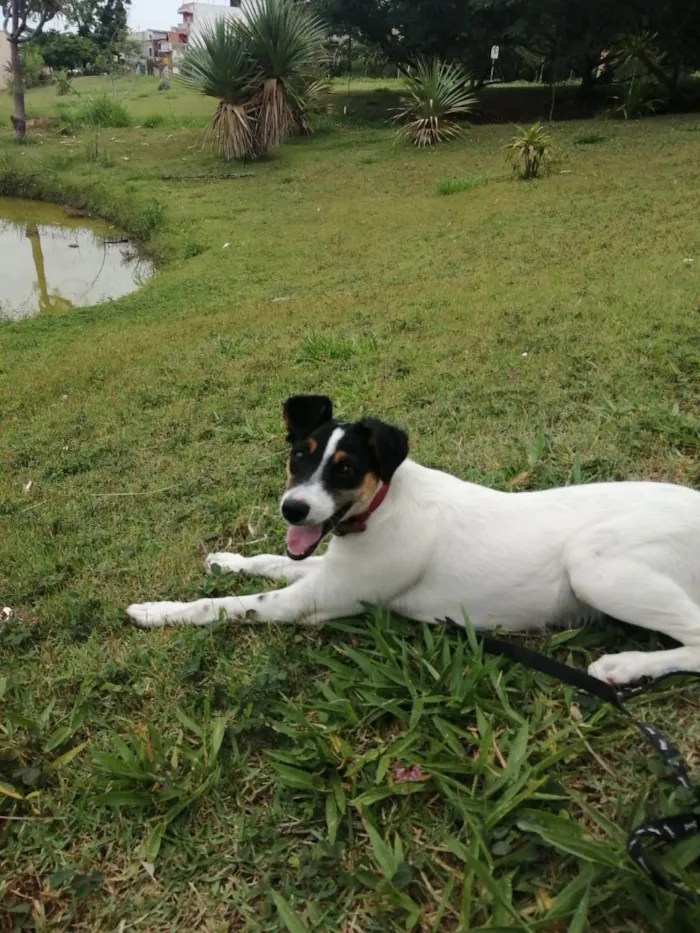 Cachorro ra a Indefinido idade 1 ano nome Laila