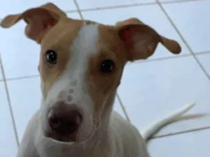 Cachorro raça Sem raça definida idade 1 ano nome Apolo