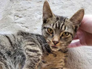 Gato raça SRD idade 2 a 6 meses nome Leo