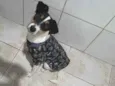 Laila