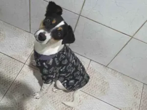 Cachorro raça Indefinido idade 1 ano nome Laila