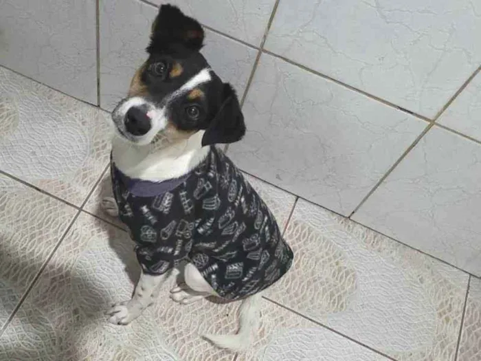 Cachorro ra a Indefinido idade 1 ano nome Laila