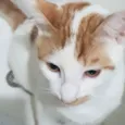 Tom Tom