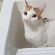 Tom Tom