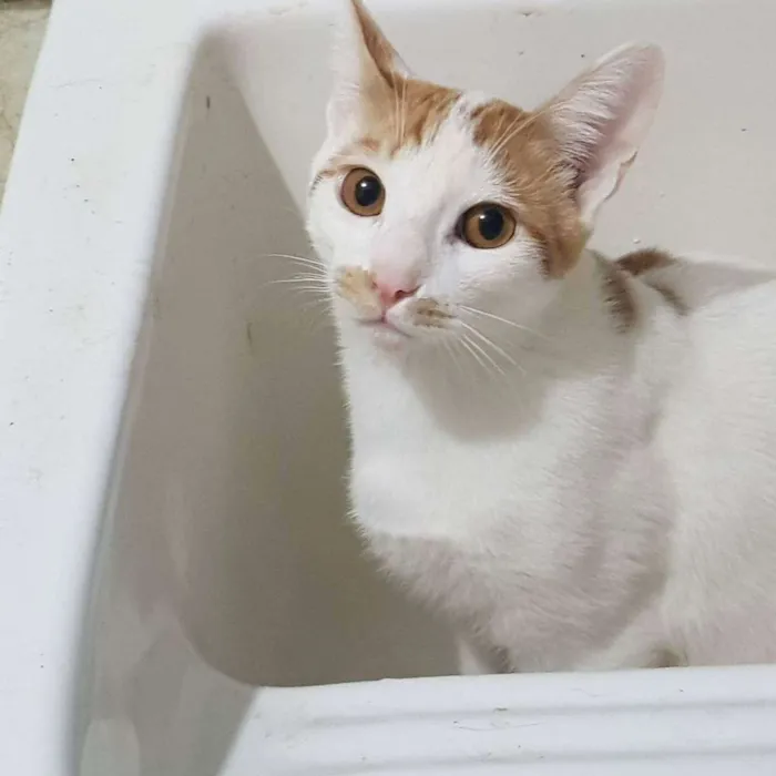 Gato ra a Felino SRD idade 2 a 6 meses nome Tom Tom