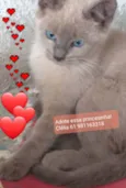 Ursinha