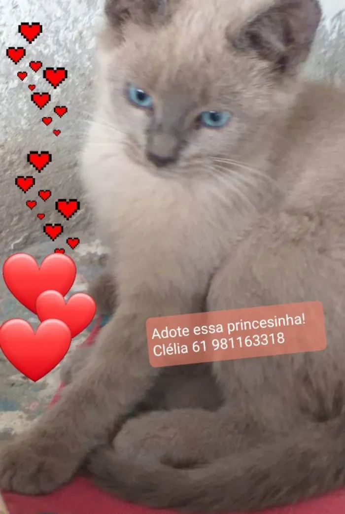 Gato ra a Felino SRD idade 2 a 6 meses nome Ursinha