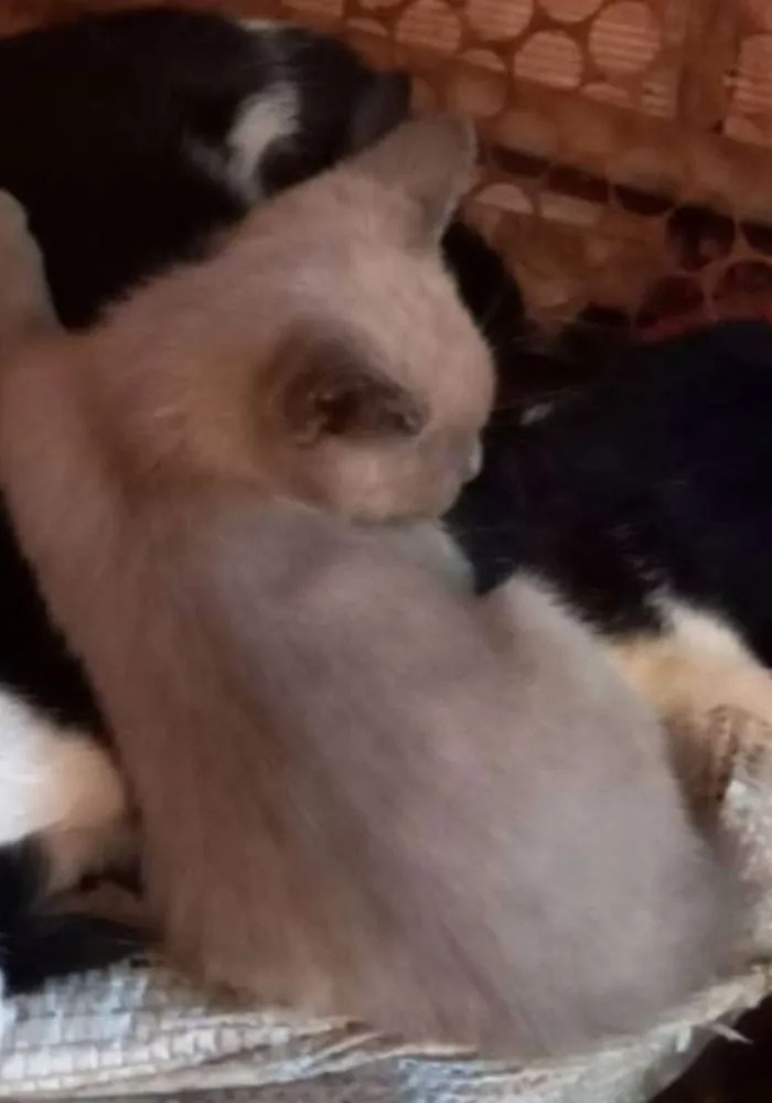 Gato ra a Felino SRD idade 2 a 6 meses nome Ursinha