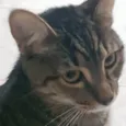 Tigrão