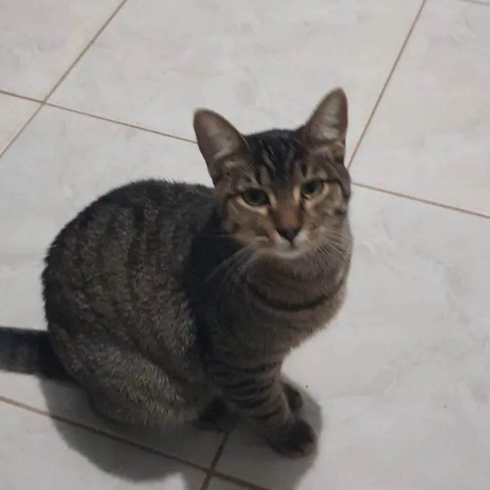 Gato ra a Felino SRD idade 7 a 11 meses nome Tigrão
