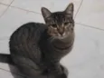 Tigrão