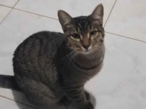 Gato raça Felino SRD idade 7 a 11 meses nome Tigrão