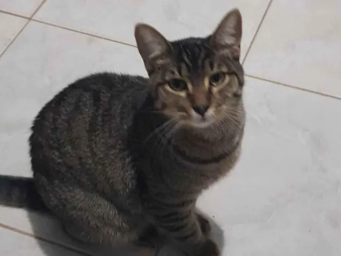 Gato ra a Felino SRD idade 7 a 11 meses nome Tigrão