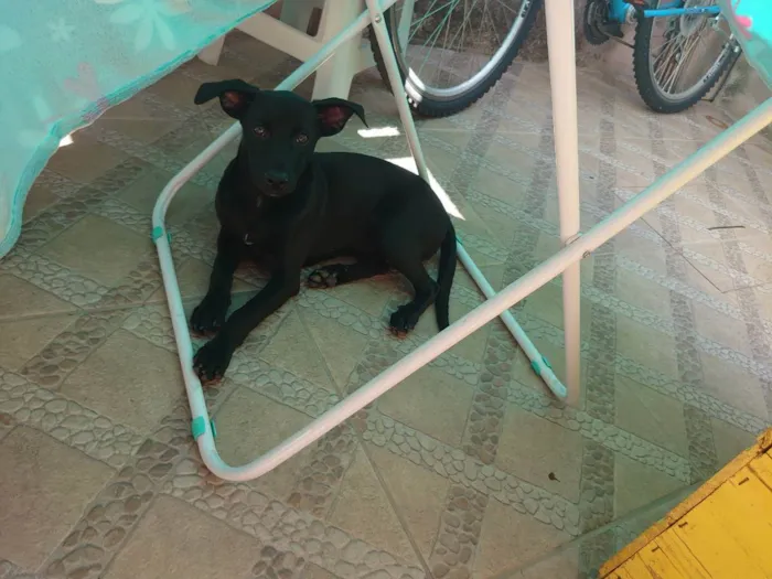 Cachorro ra a SRD idade 2 a 6 meses nome MANSINHA