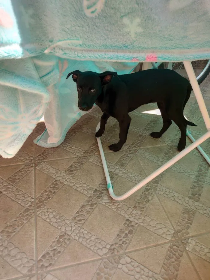 Cachorro ra a SRD idade 2 a 6 meses nome MANSINHA