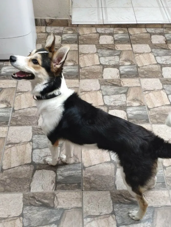 Cachorro raça SRD (sem raça definida) idade 3 anos nome Loki