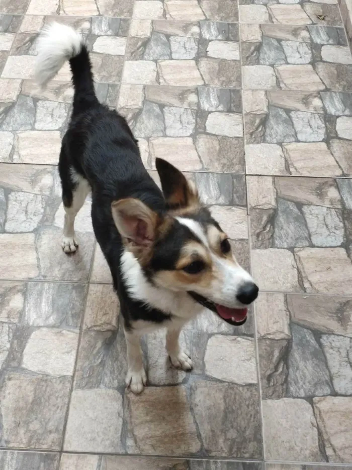 Cachorro raça SRD (sem raça definida) idade 3 anos nome Loki