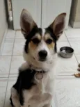 Cachorro raça SRD (sem raça definida) idade 3 anos nome Loki