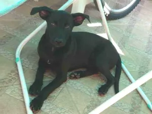 Cachorro raça SRD idade 2 a 6 meses nome MANSINHA