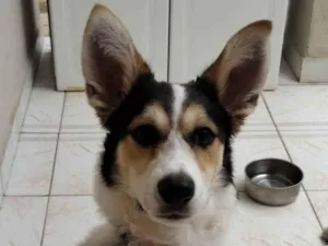 Cachorro raça SRD (sem raça definida) idade 3 anos nome Loki