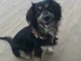 Simba1