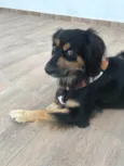 Simba1