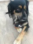 Simba1