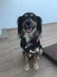Simba1