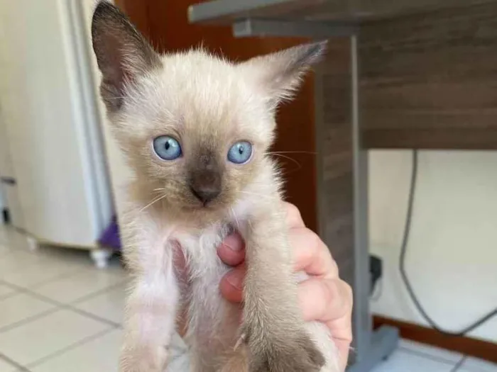 Gato ra a Comum  idade 2 a 6 meses nome Não tem nome 