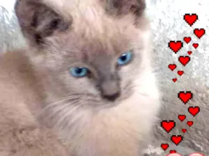 Gato raça Felino SRD idade 2 a 6 meses nome Ursinha