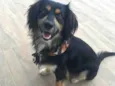 Simba1
