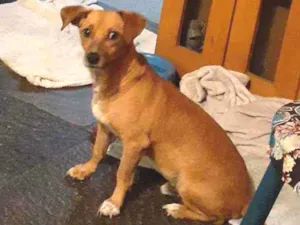 Cachorro raça mix de basset idade 2 anos nome Cenoura