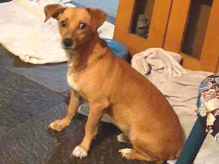 Cachorro ra a mix de basset idade 2 anos nome Cenoura
