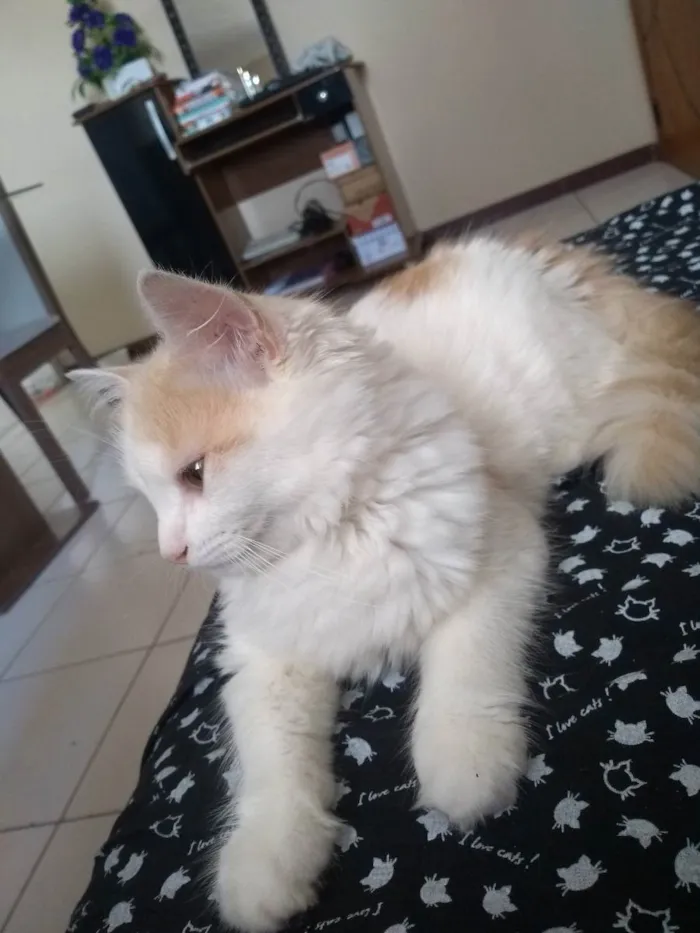 Gato raça Mistura de cianes idade 7 a 11 meses nome Nietzsche