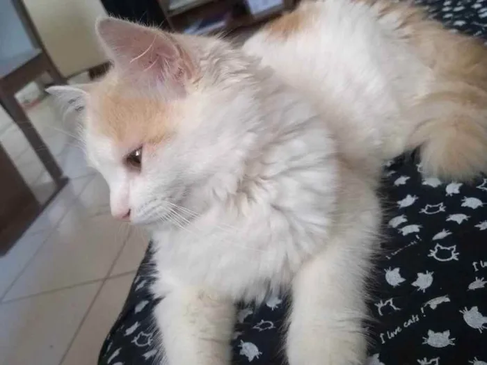 Gato raça Mistura de cianes idade 7 a 11 meses nome Nietzsche