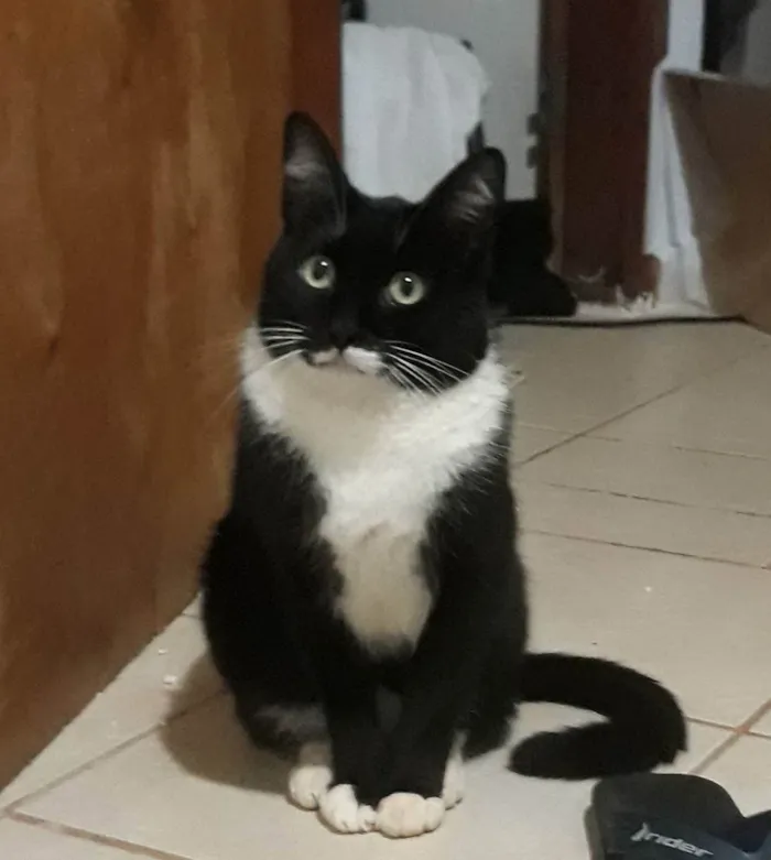 Gato ra a Sem raça definida idade 2 anos nome Joãozinho 